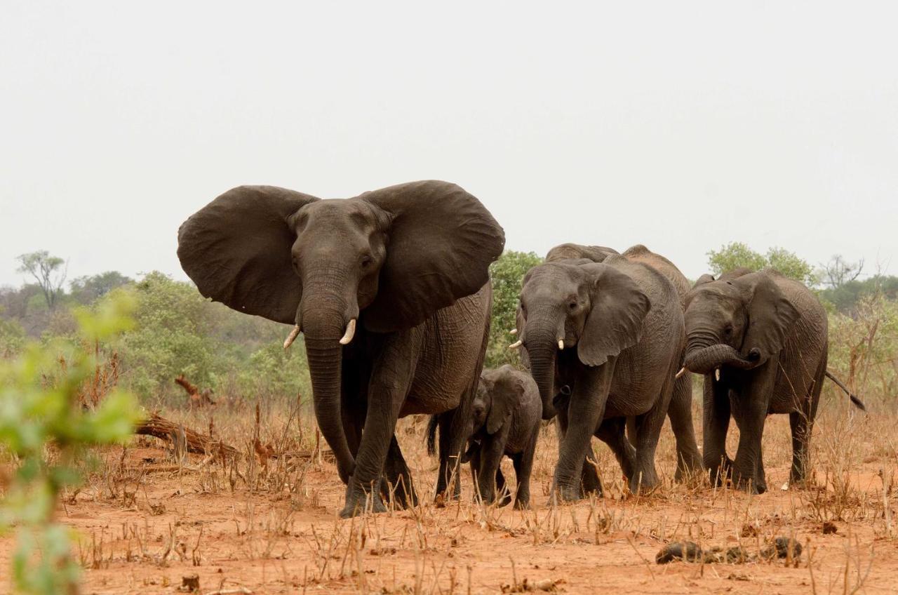 Tlouwana Camp Villa Kasane Bagian luar foto